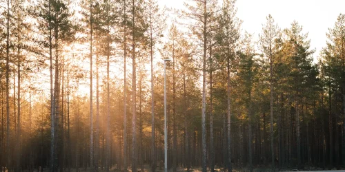 Parkstolpar-Kråkbergsrakan-3